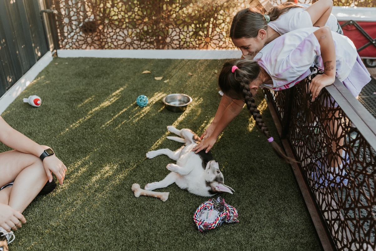 PHX_Pizza_to_the_Rescue_pup - DiningOut Meet the puppy of your dreams. | Photo courtesy of Pizza to the Rescue