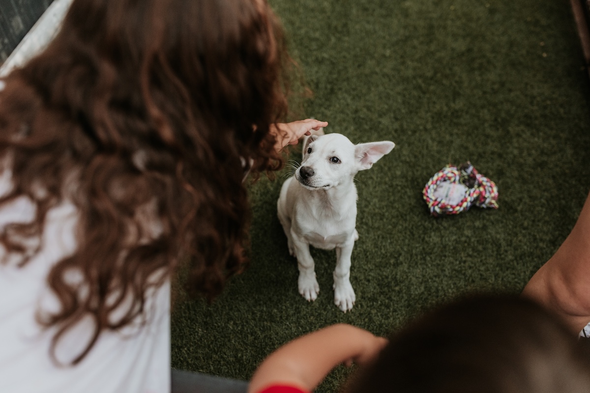PHX_Pizza_to_the_Rescue_puppy and person - DiningOut Pick a Phoenix puppy and get a pizza. | Photo courtesy of Pizza to the Rescue