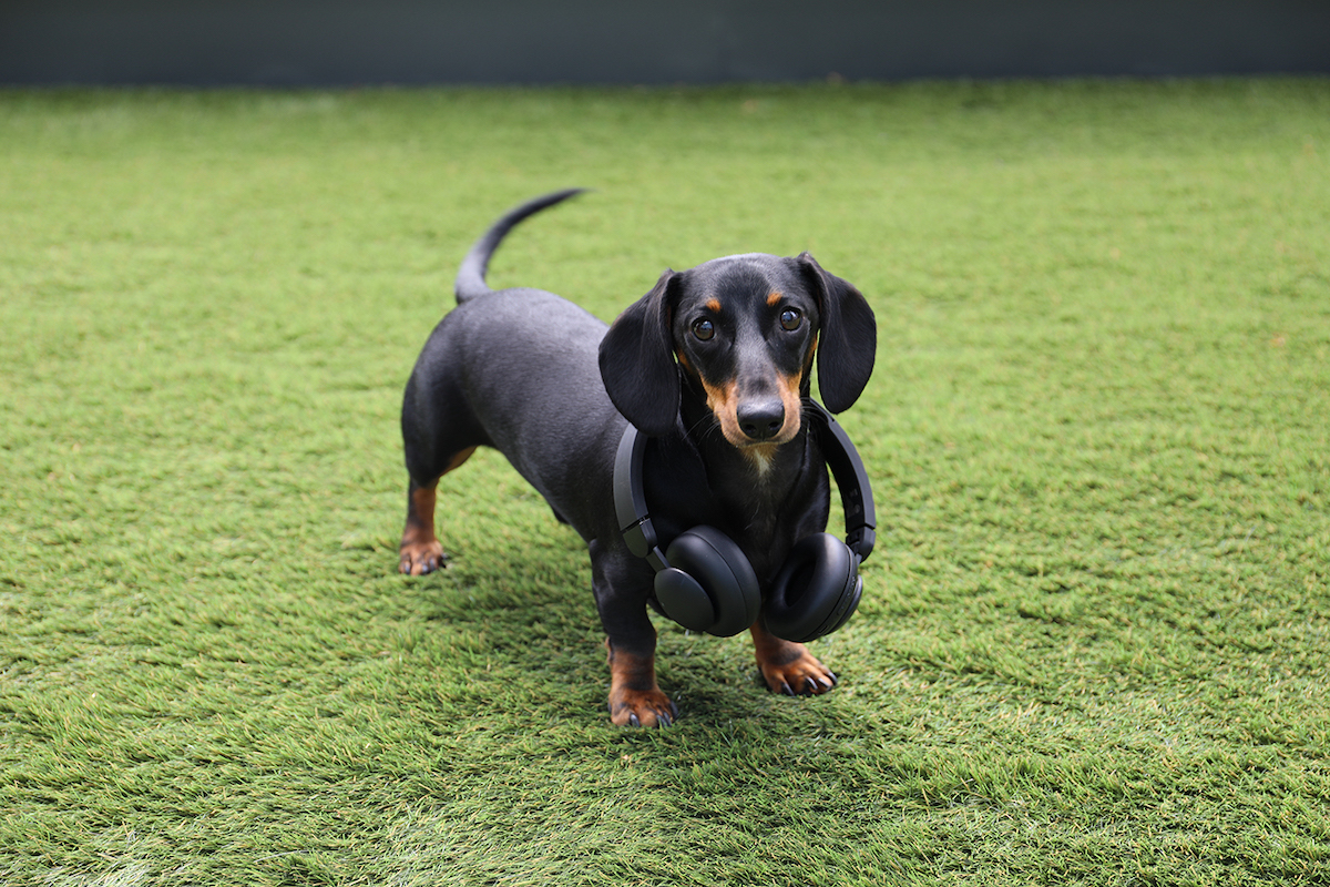 Hôtel Swexan’s four-legged guests can unwind to a curated doggy relaxation playlist—complete with their own Bluetooth headphones. | Photo by Harwood Hospitality