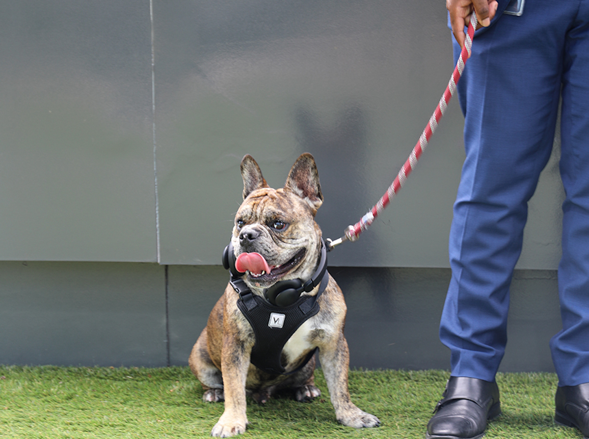 Hôtel Swexan makes traveling with a pup easier with 24/7 dog-walking service available to guests. | Photo by Harwood Hospitality