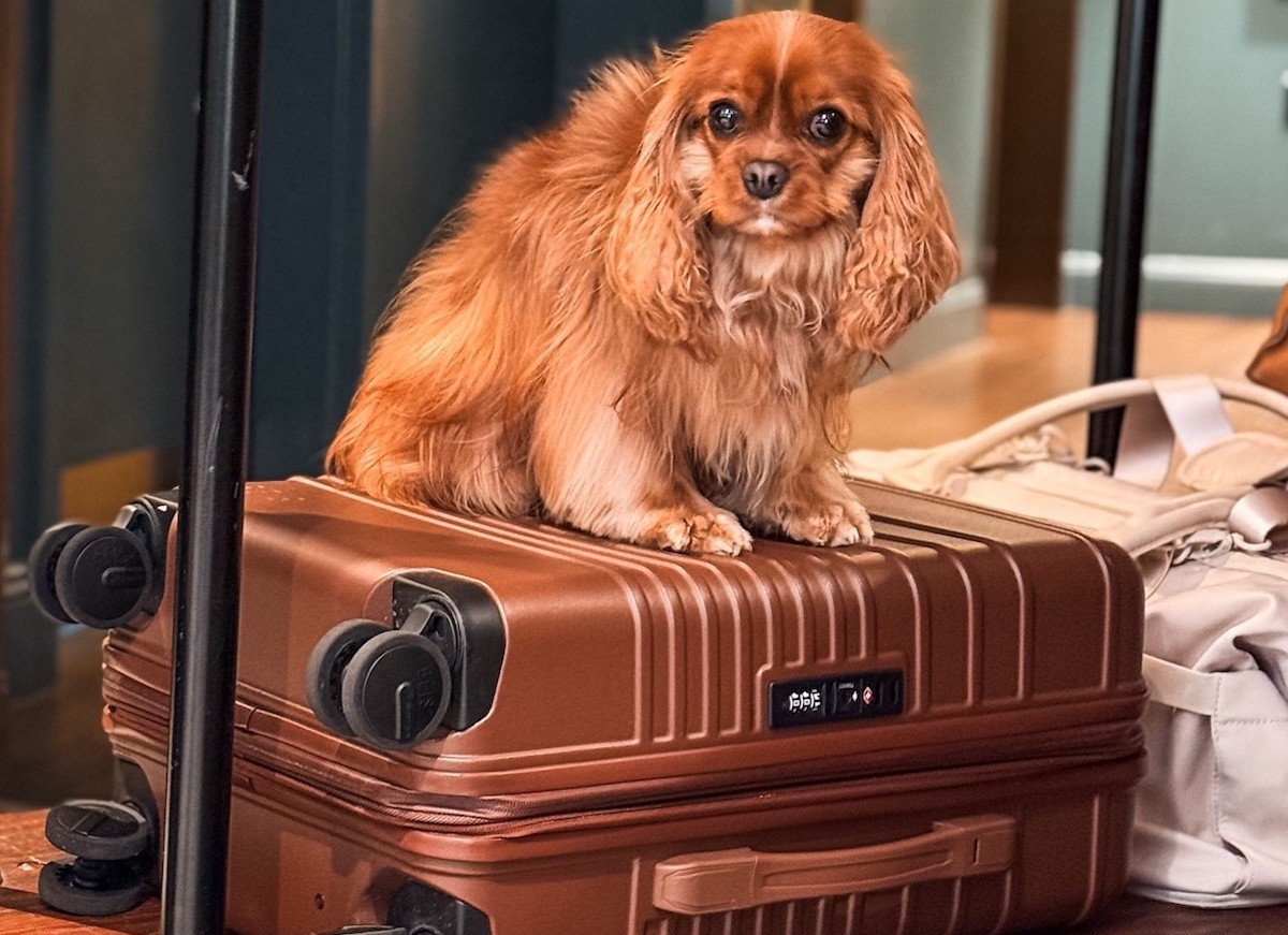 Pups of all sizes are welcome to make themselves at home at Wylie Hotel Atlanta in the Old Fourth Ward. | Photo by Wylie Hotel Atlanta