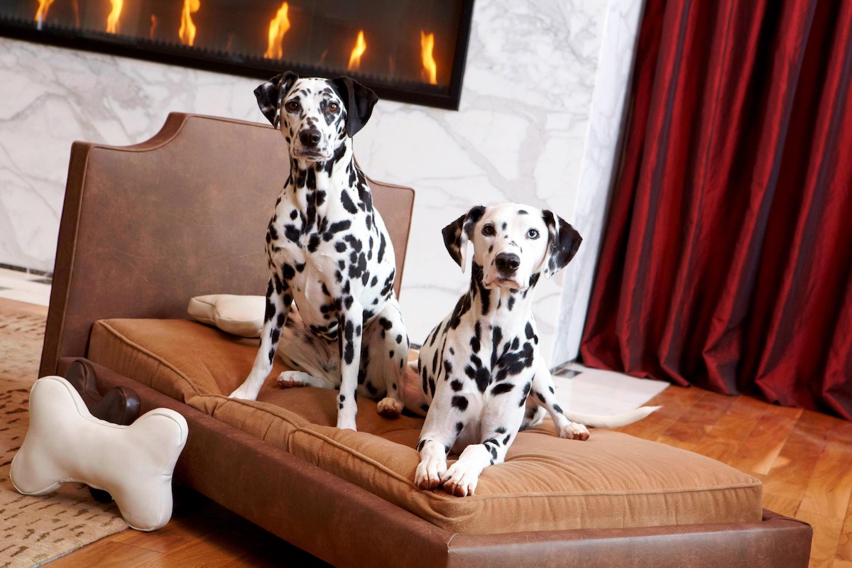 Renaissance Atlanta Midtown Hotel makes traveling with a pup a little cozier with pet-friendly accommodations and amenities. | Photo by Renaissance Atlanta Midtown