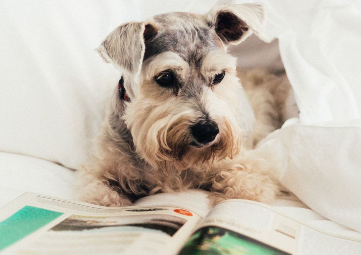 The Loews Loves Pets program ensures four-legged guests get plenty of pampering during a stay at Loews Atlanta Hotel. | Photo by Loews Hotels