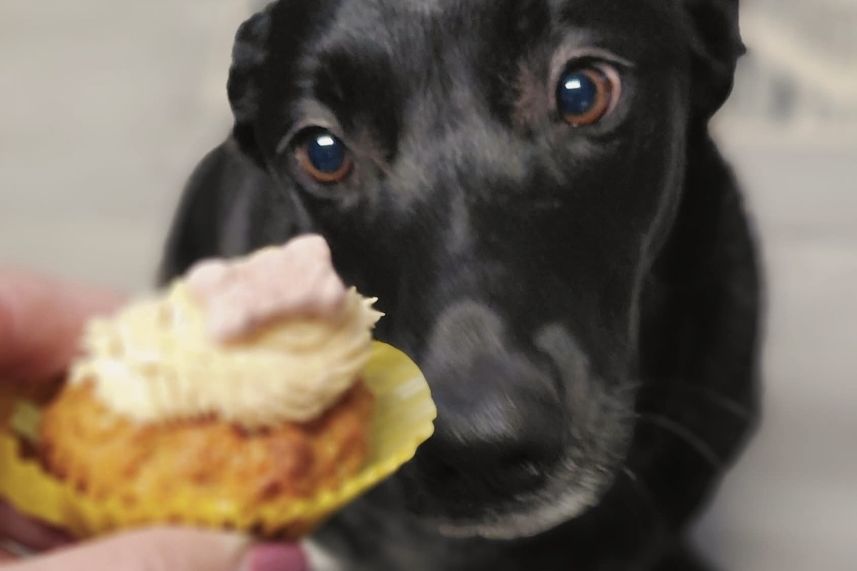 Its pupcakes are also available at Berthoud Pet Supply. | B Sweet Cupcakes