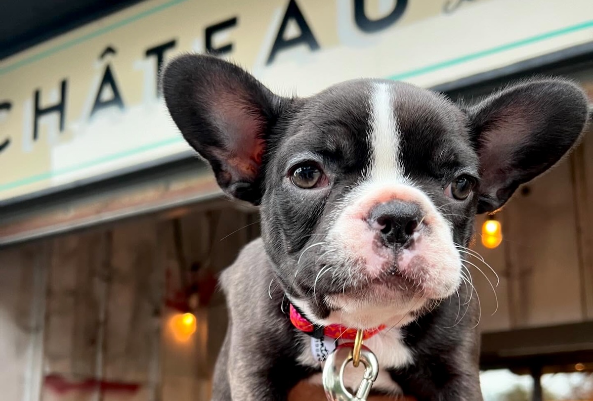 All dogs welcome at this Queens cafe. | Photo courtesy of Château Le Woof