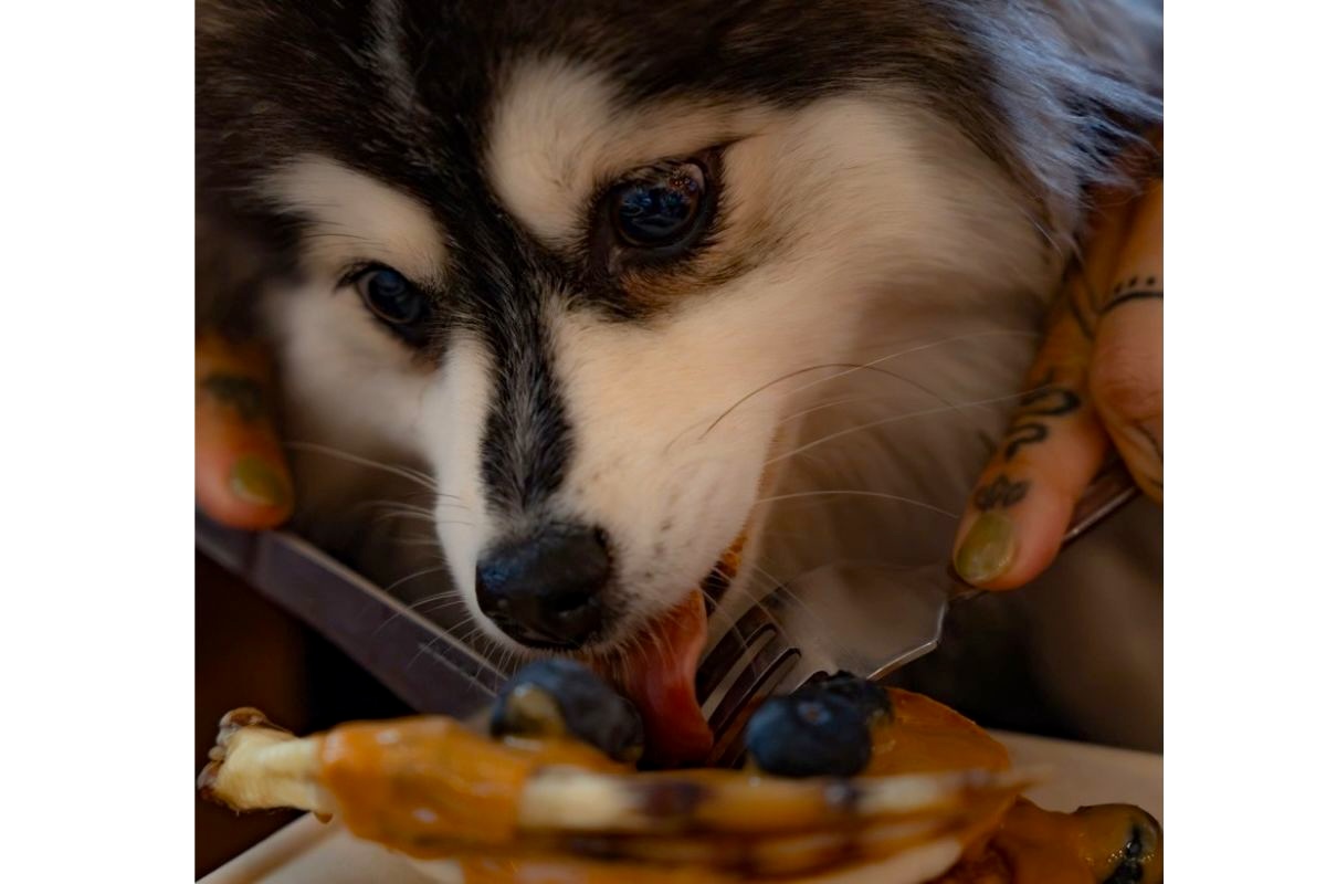 NYC_sequoia_le_woof - DiningOut A very happy customer enjoying some Duckin' Pancakes. | Photo courtesy of An elegant dish fit for a dog. | Photo courtesy of Château Le Woof