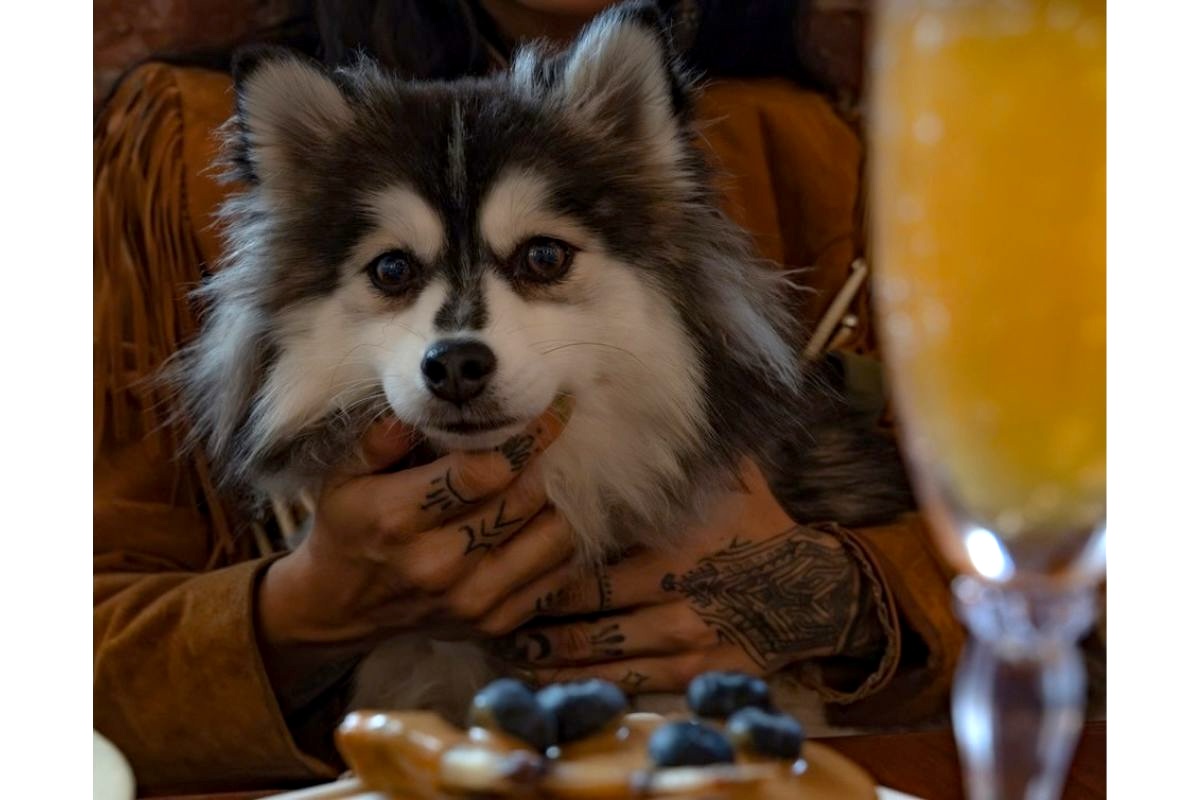 NYC_sequoia_pancakes_le woof - DiningOut Sequoia is one of the best customers in the cafe. | Photo courtesy of Château Le Woof